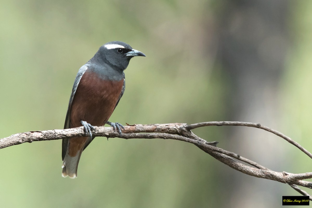 White-browed Woodswallow - ML135810101