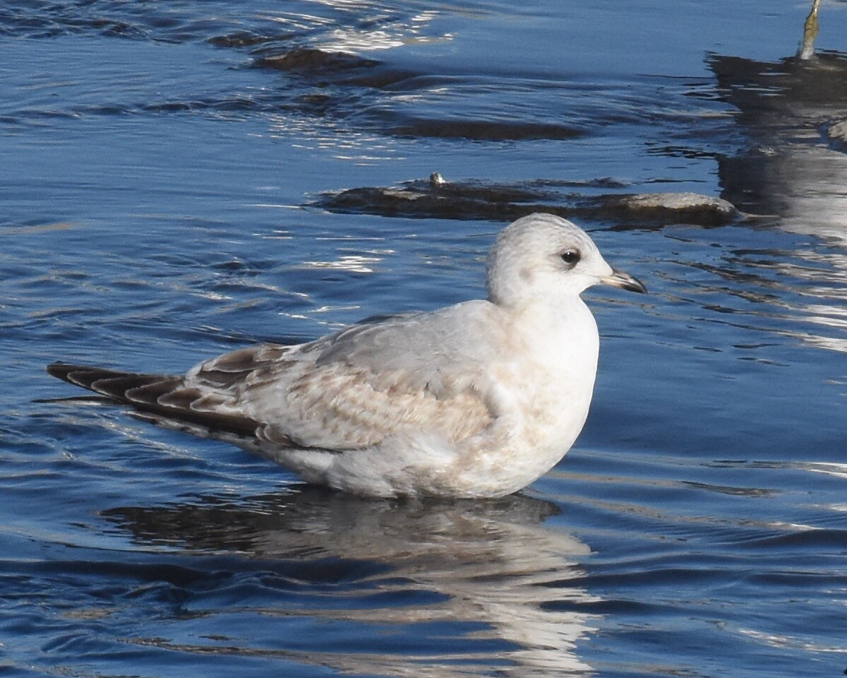 Short-billed Gull - ML135812691