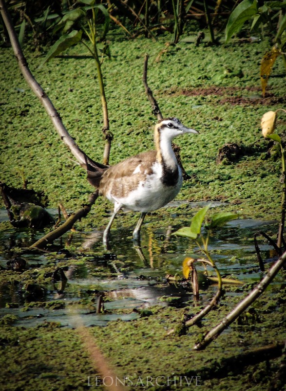 Pheasant-tailed Jacana - ML135812701