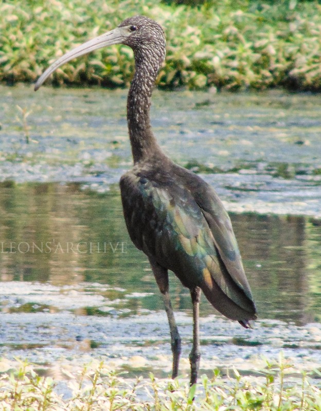 ibis hnědý - ML135812771