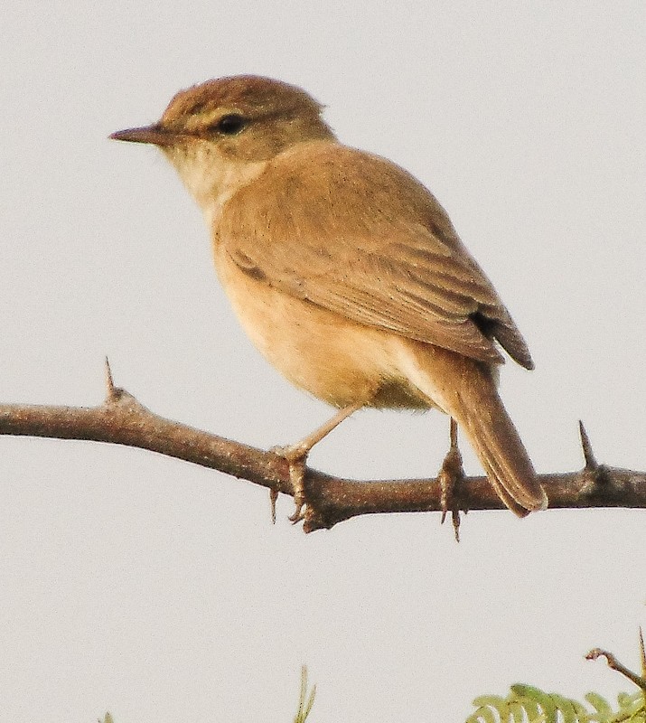 Booted Warbler - ML135812891