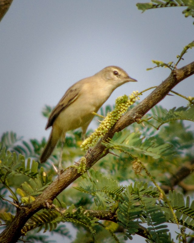 Sykes's Warbler - ML135812901