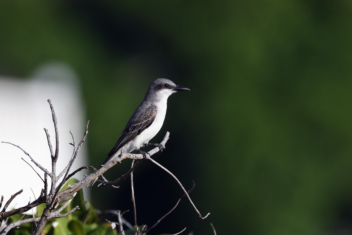 Karayip Tiranı - ML135813391