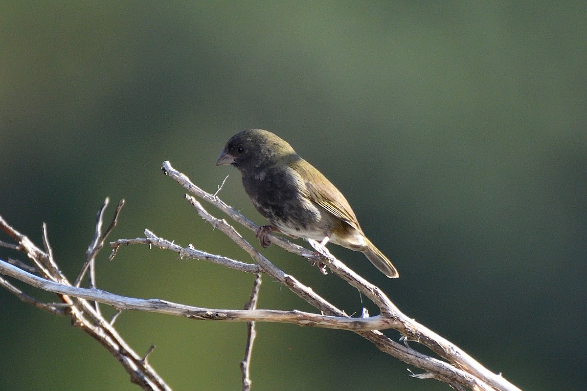 Kara Yüzlü Tohumcul - ML135813481