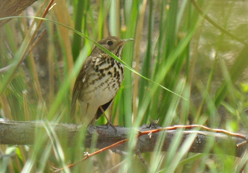 Hermit Thrush - ML135815141