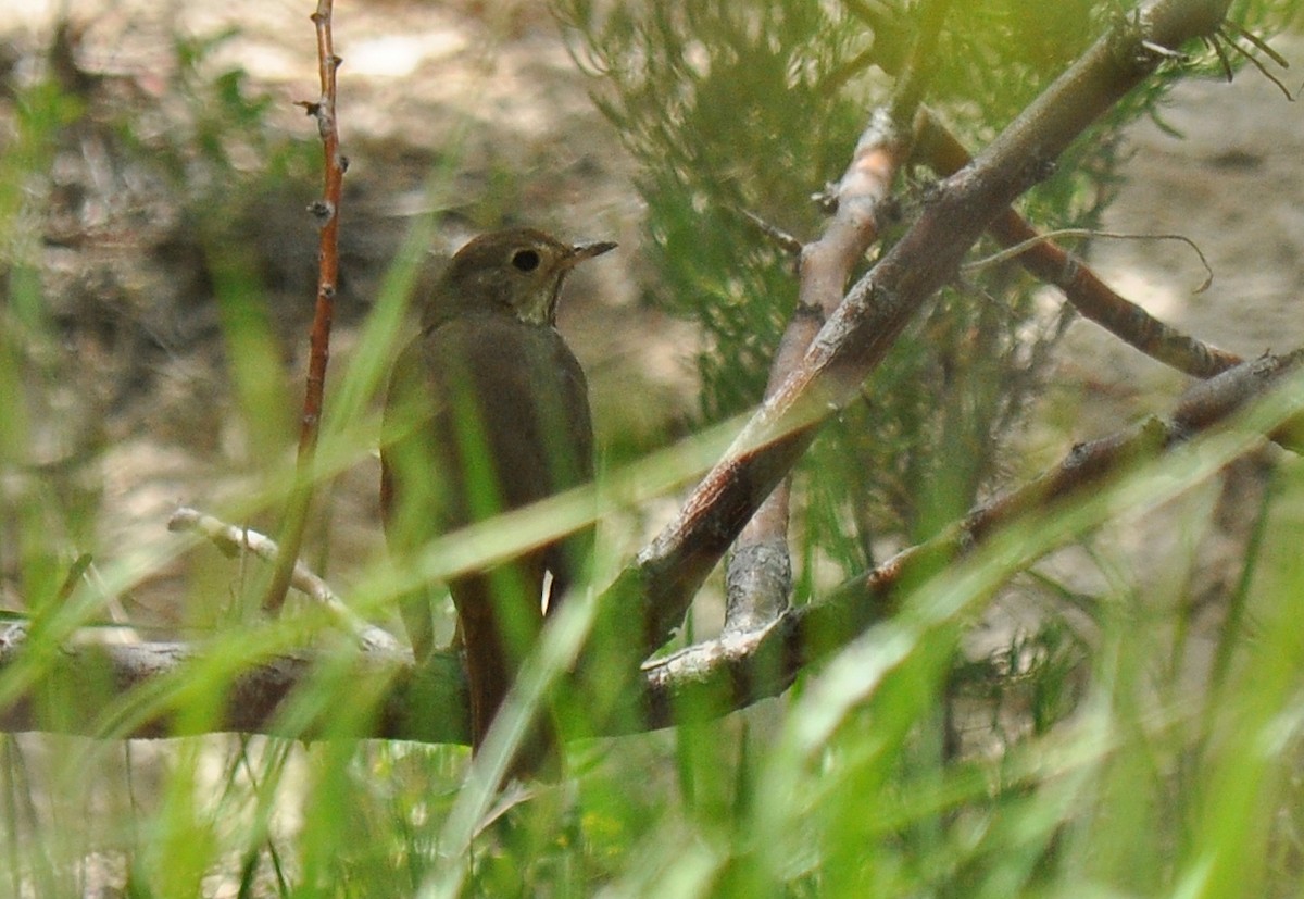 Hermit Thrush - ML135815151