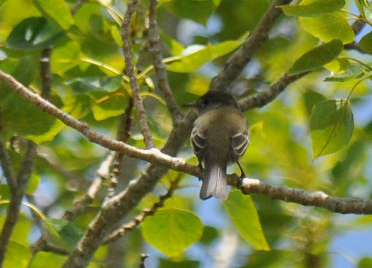 Dusky Flycatcher - ML135815261