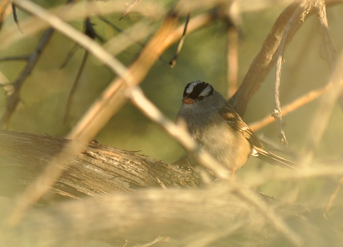 White-crowned Sparrow (oriantha) - Ryan O'Donnell