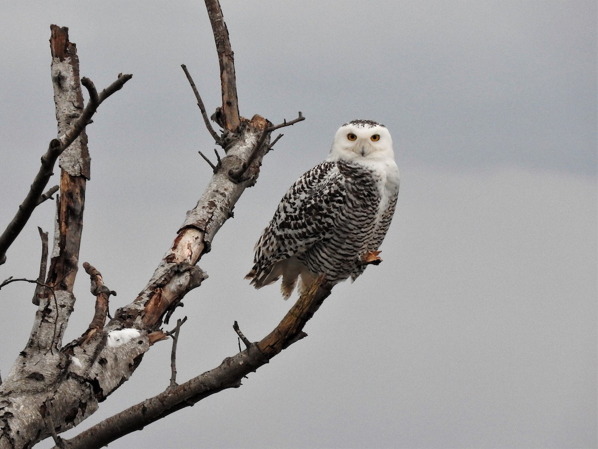 Snowy Owl - ML135816231