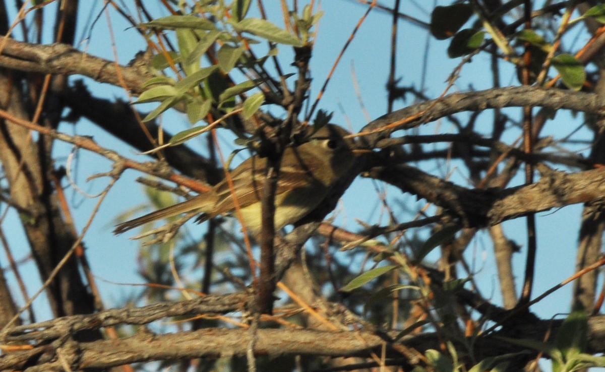 Western Flycatcher - ML135816841