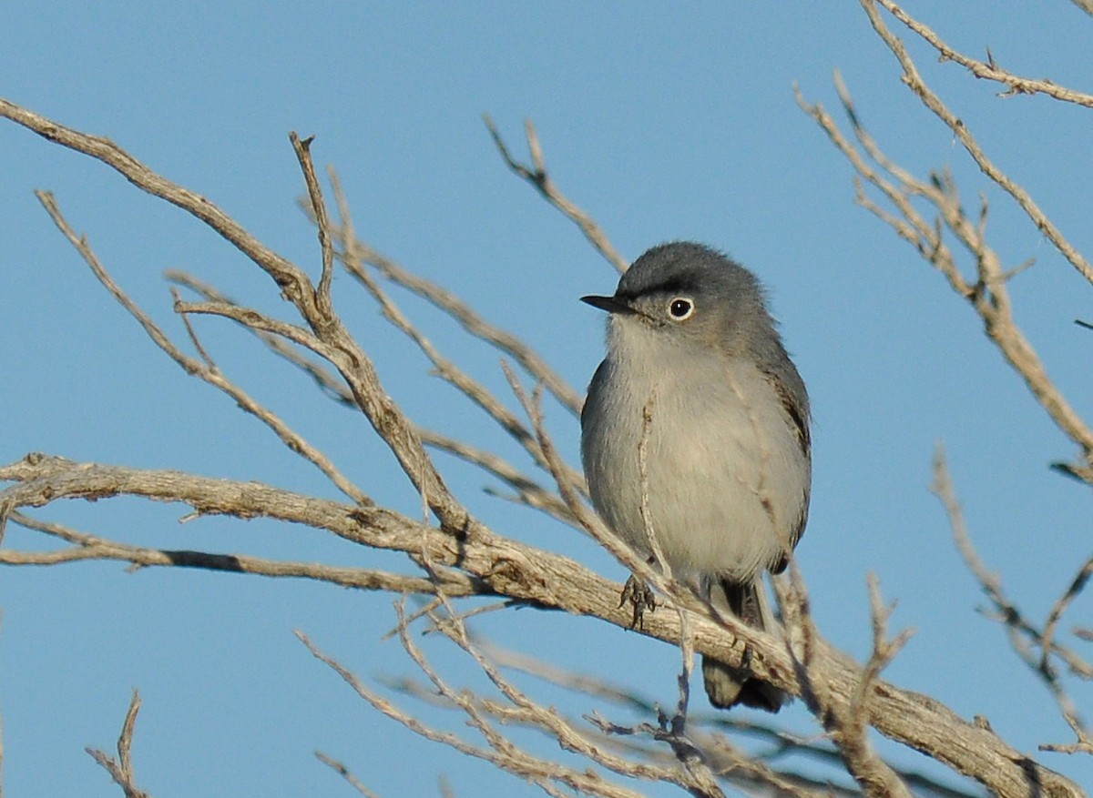 Gobemoucheron gris-bleu - ML135816961