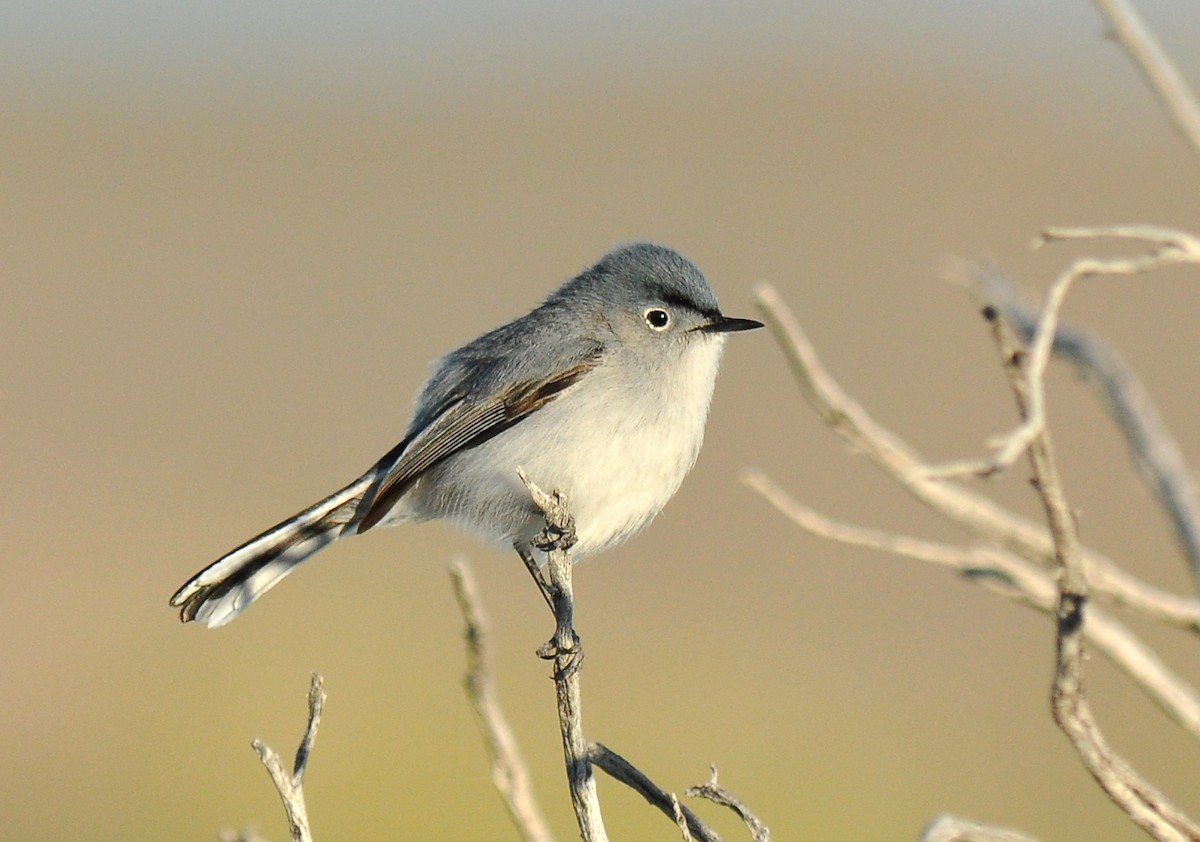 Blue-gray Gnatcatcher - Ryan O'Donnell