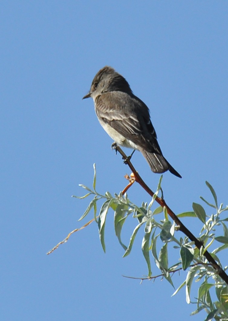 Blasskehl-Schnäppertyrann - ML135817161