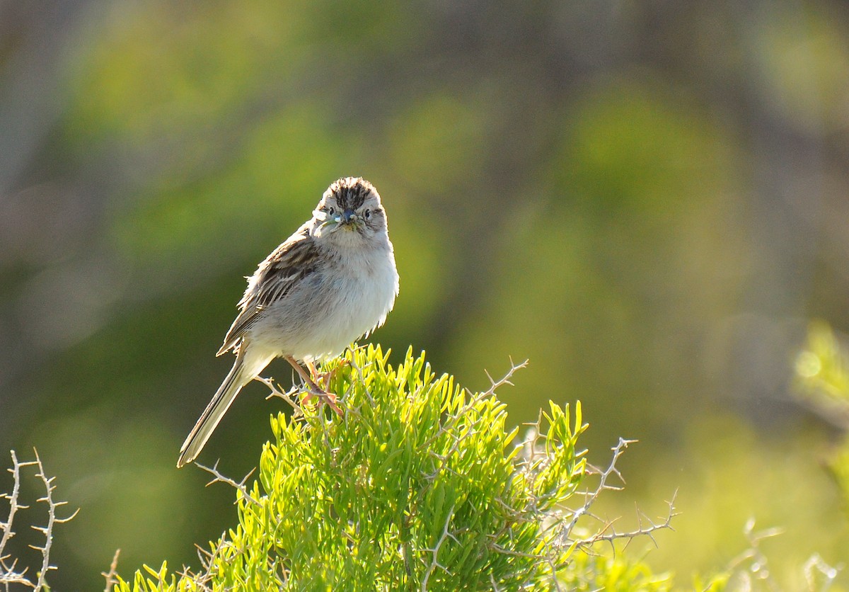 Brewer's Sparrow - ML135817311