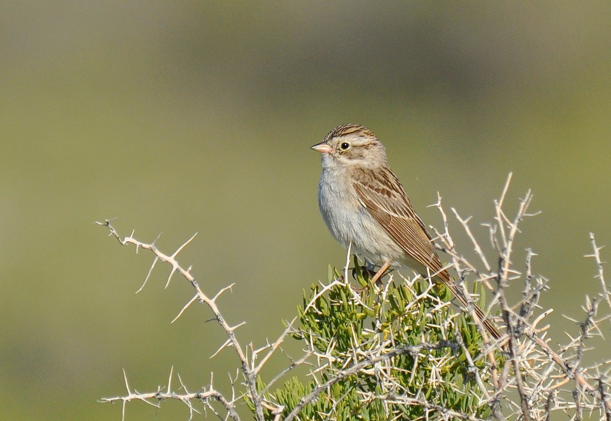 Brewer's Sparrow - Ryan O'Donnell