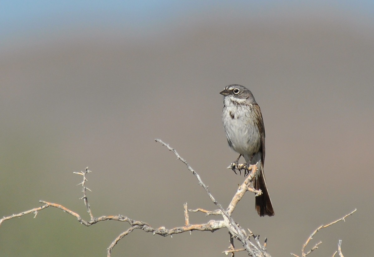 Sagebrush Sparrow - Ryan O'Donnell