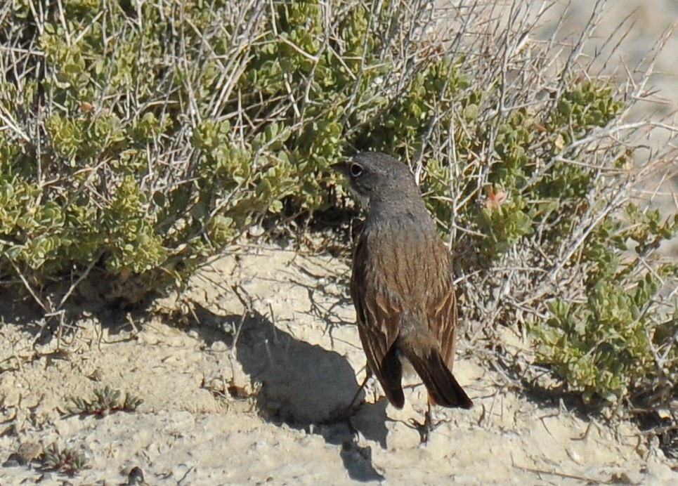 Sagebrush Sparrow - ML135817411