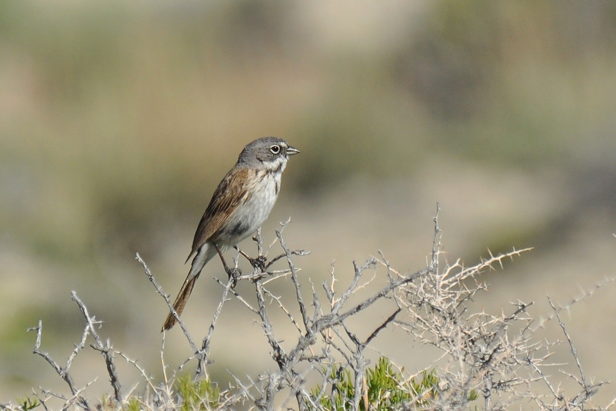 Sagebrush Sparrow - Ryan O'Donnell