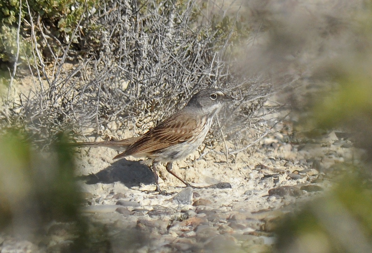 Sagebrush Sparrow - Ryan O'Donnell