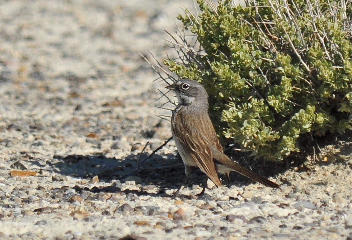 Sagebrush Sparrow - Ryan O'Donnell