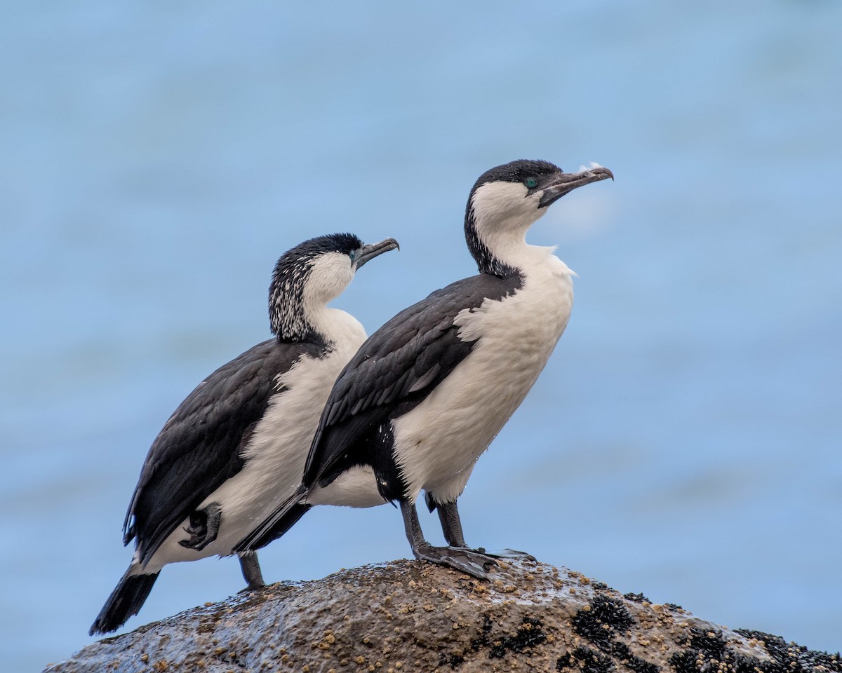 Black-faced Cormorant - ML135817961