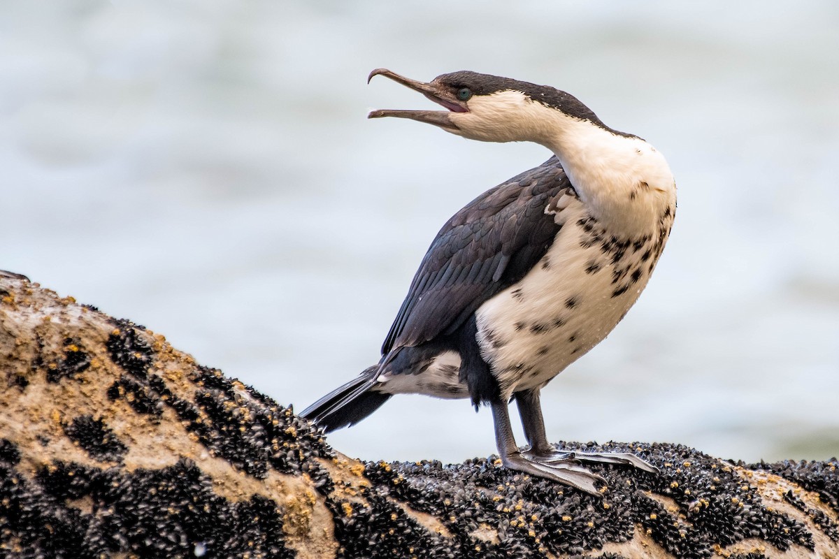 Black-faced Cormorant - ML135817981