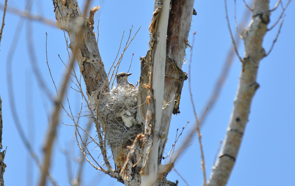 Western Kingbird - ML135818401