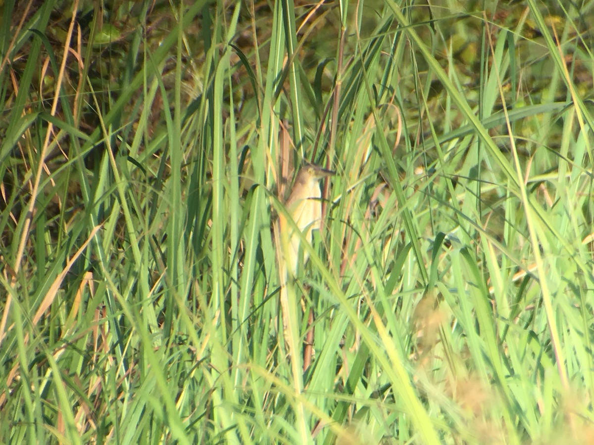 Yellow Bittern - ML135818611