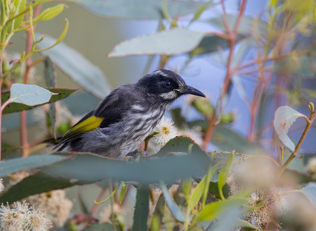 New Holland Honeyeater - ML135819071