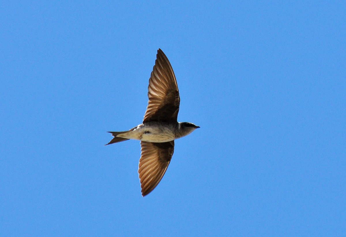 Golondrina Purpúrea - ML135822141