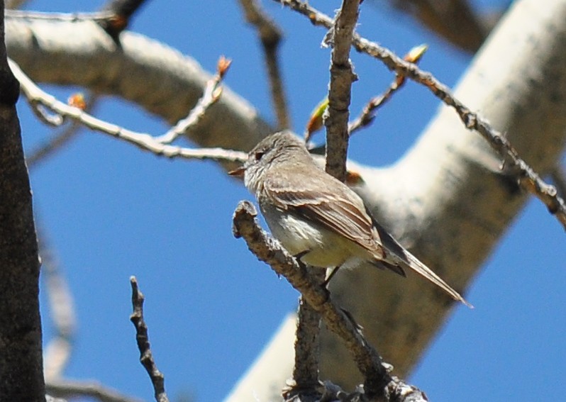 Hammond's Flycatcher - ML135822151