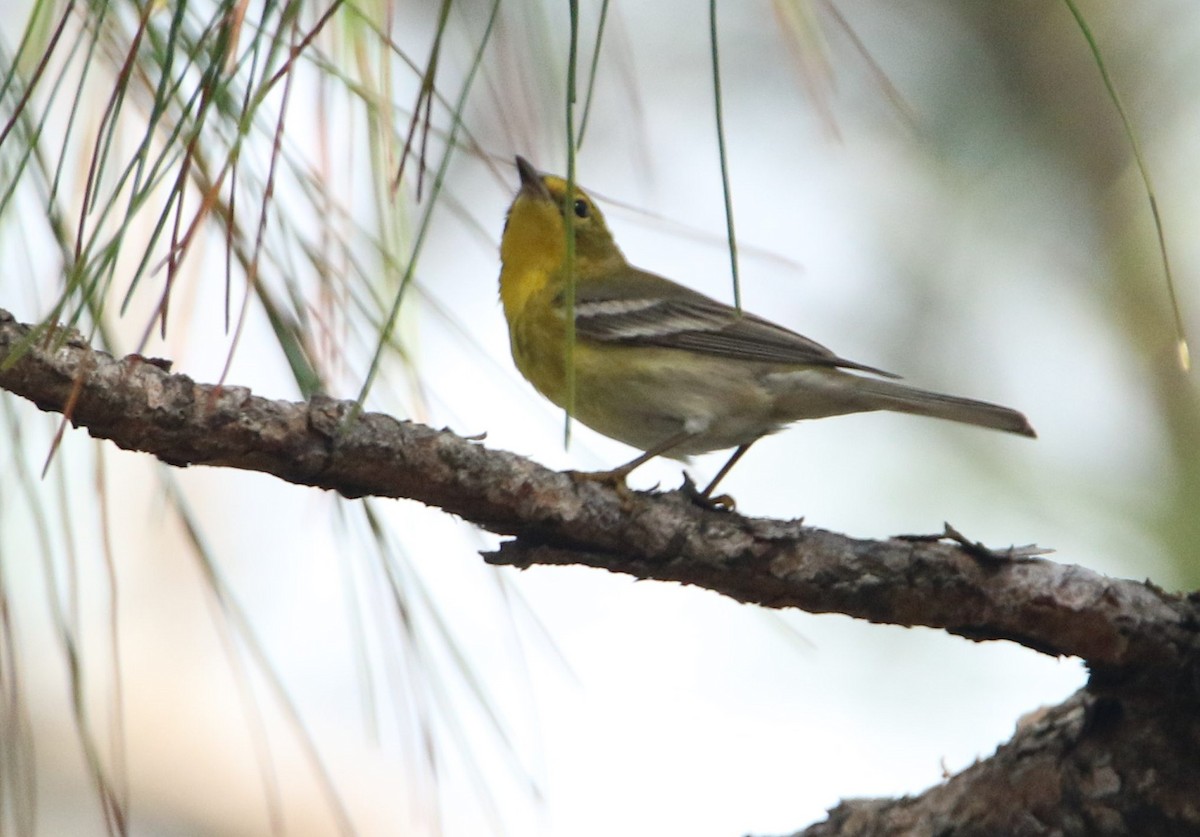 Pine Warbler - ML135823331