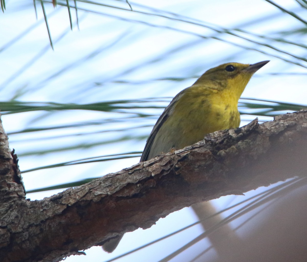 Pine Warbler - ML135823341