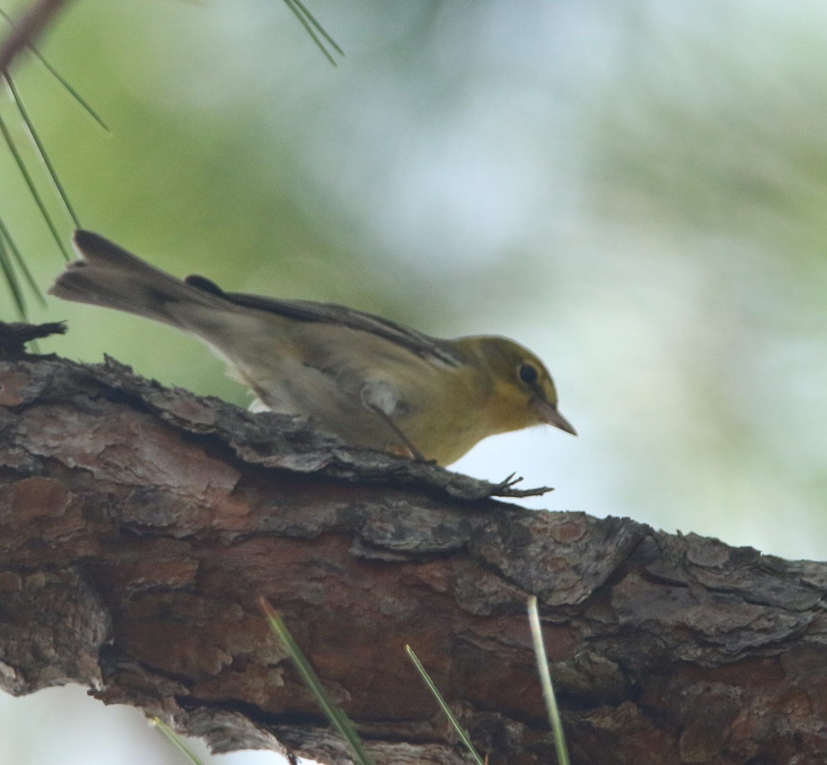 Pine Warbler - ML135823361