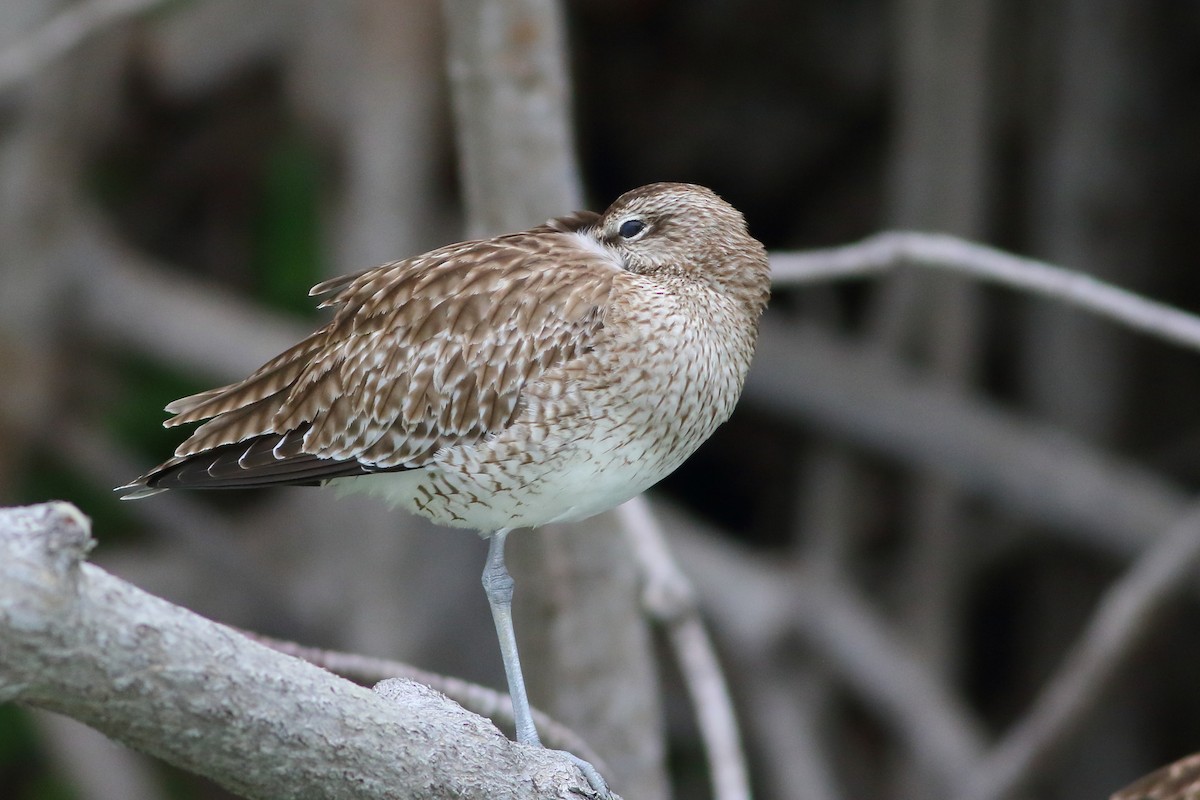 Regenbrachvogel - ML135823571