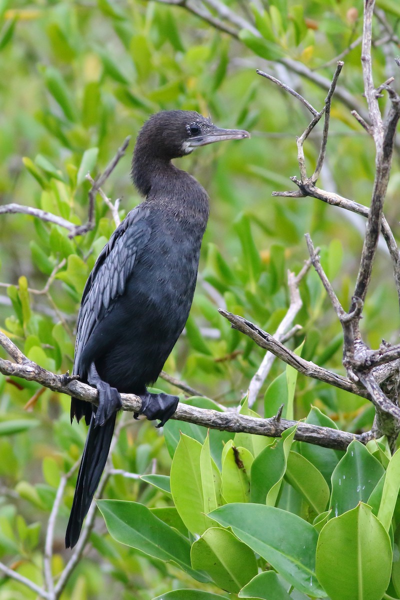 Little Cormorant - ML135823581