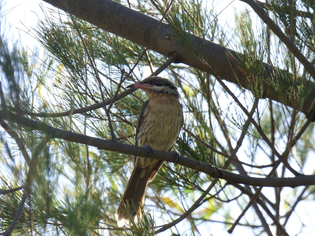 Spiny-cheeked Honeyeater - Matt Hinze