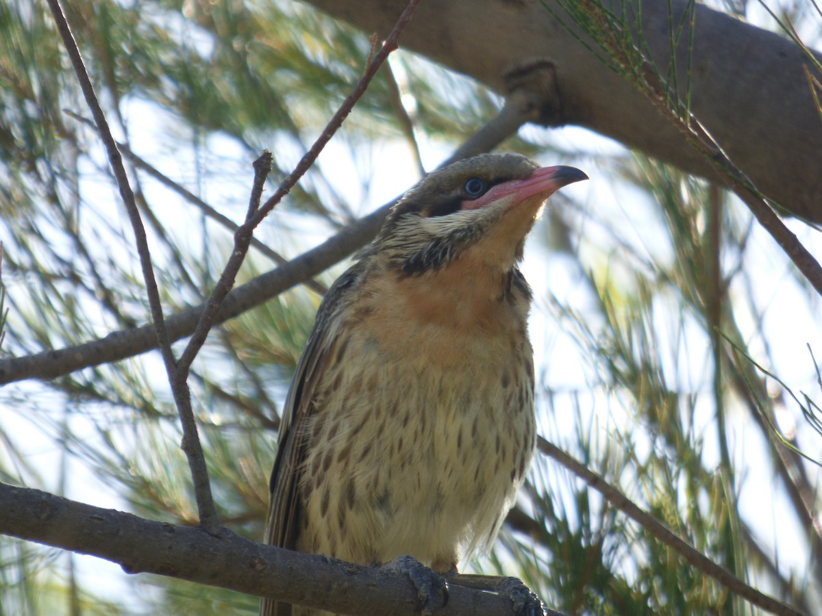 Spiny-cheeked Honeyeater - ML135824911