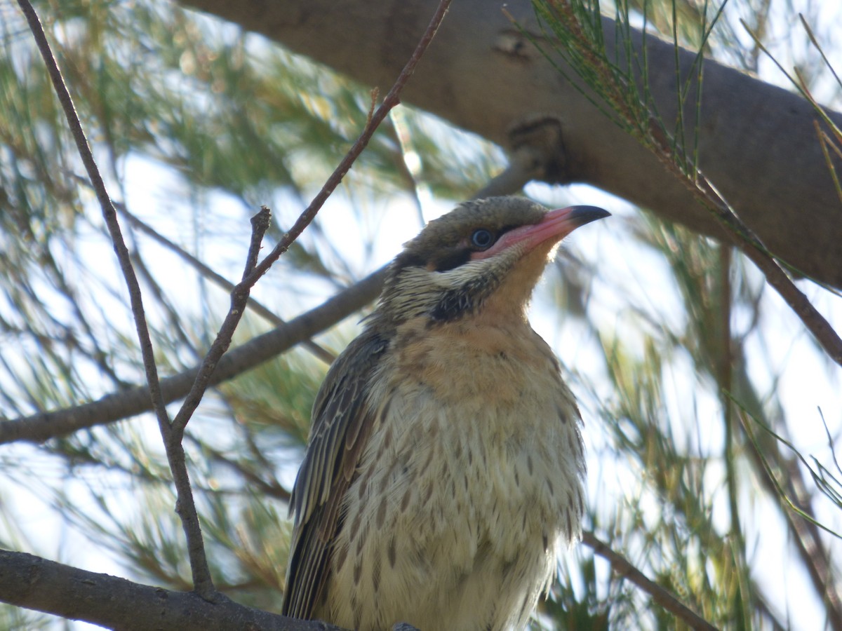 Spiny-cheeked Honeyeater - Matt Hinze