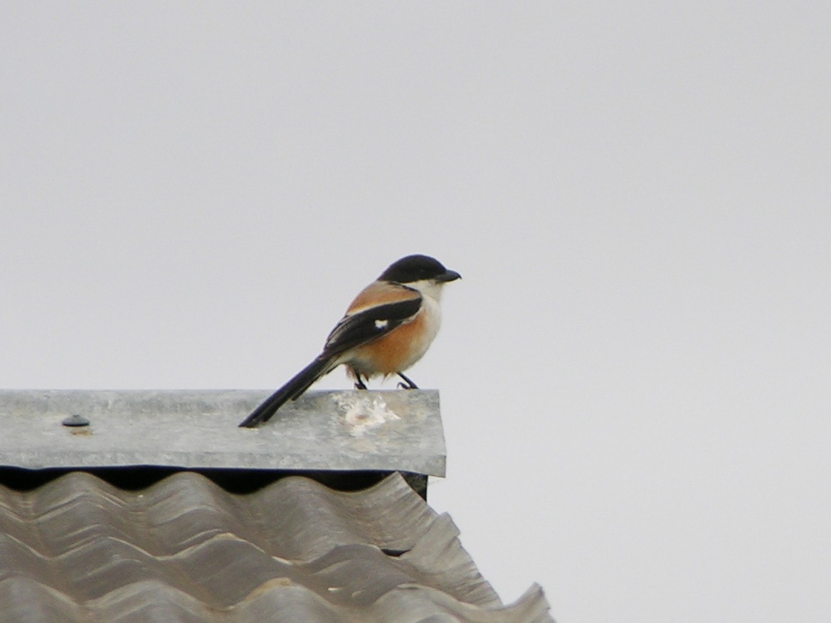 Long-tailed Shrike - David Jeffrey Ringer