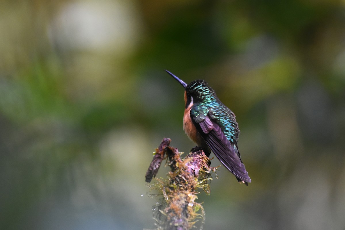 Purple-throated Mountain-gem - ML135825511