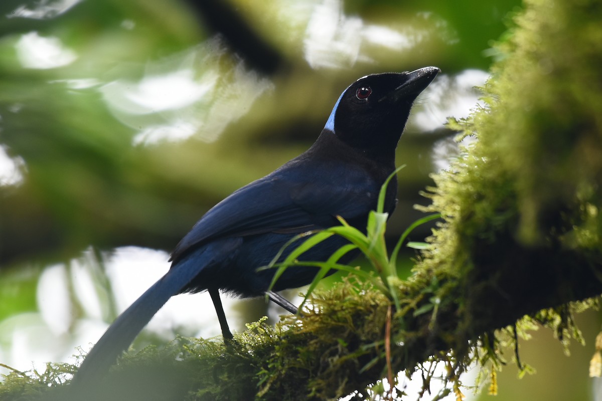 Azure-hooded Jay - ML135825571