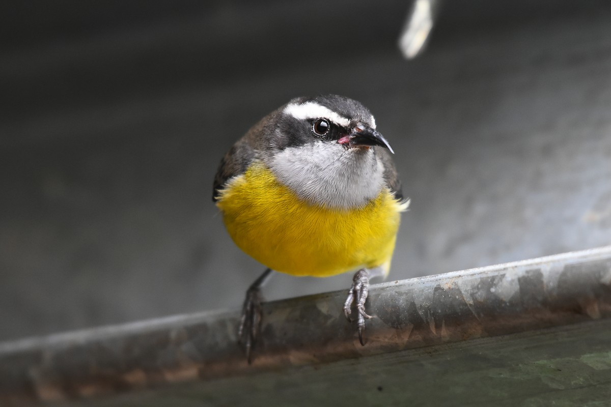 Bananaquit - Drew Beamer