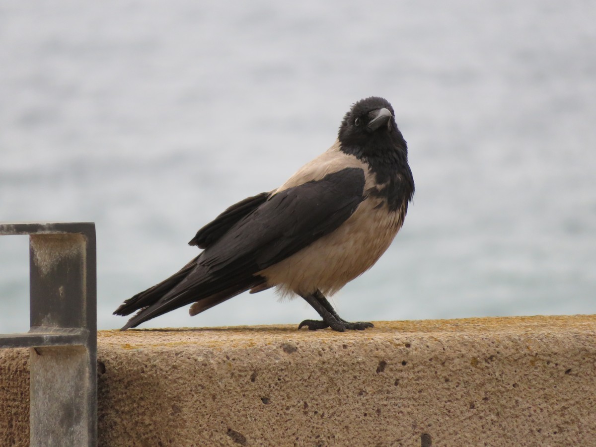 Hooded Crow - ML135826141