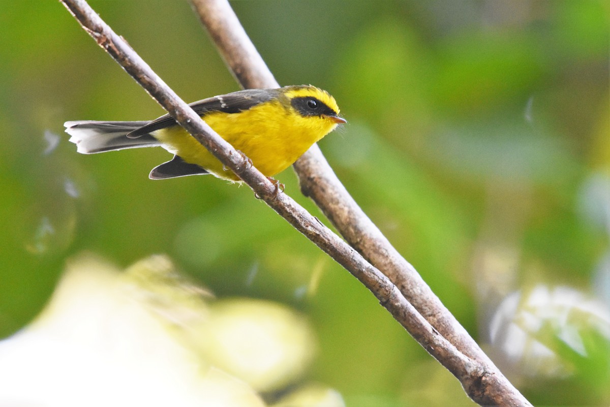 Yellow-bellied Fairy-Fantail - Steve Bale