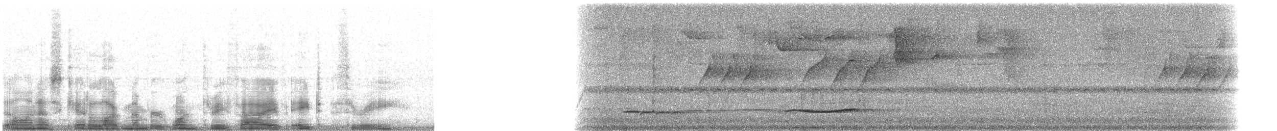 drozd bělohrdlý [skupina phaeopygus] - ML13583