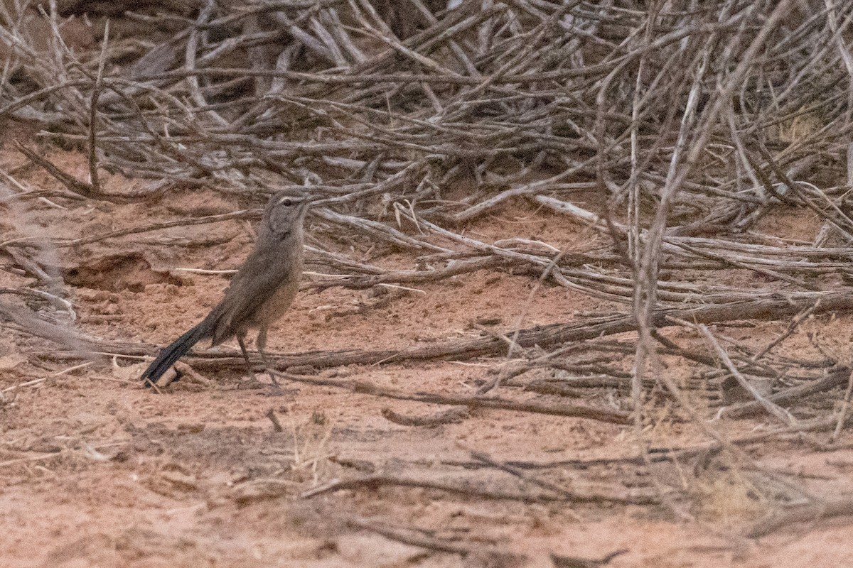 Karoo Scrub-Robin - Raphaël Nussbaumer