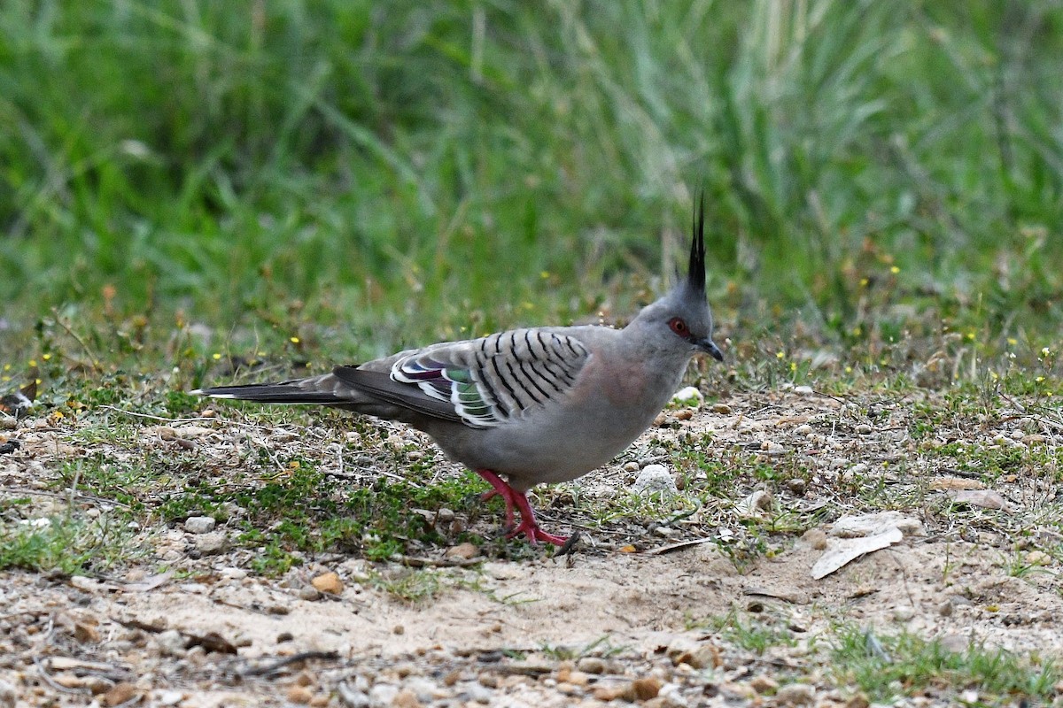 Crested Pigeon - ML135832111