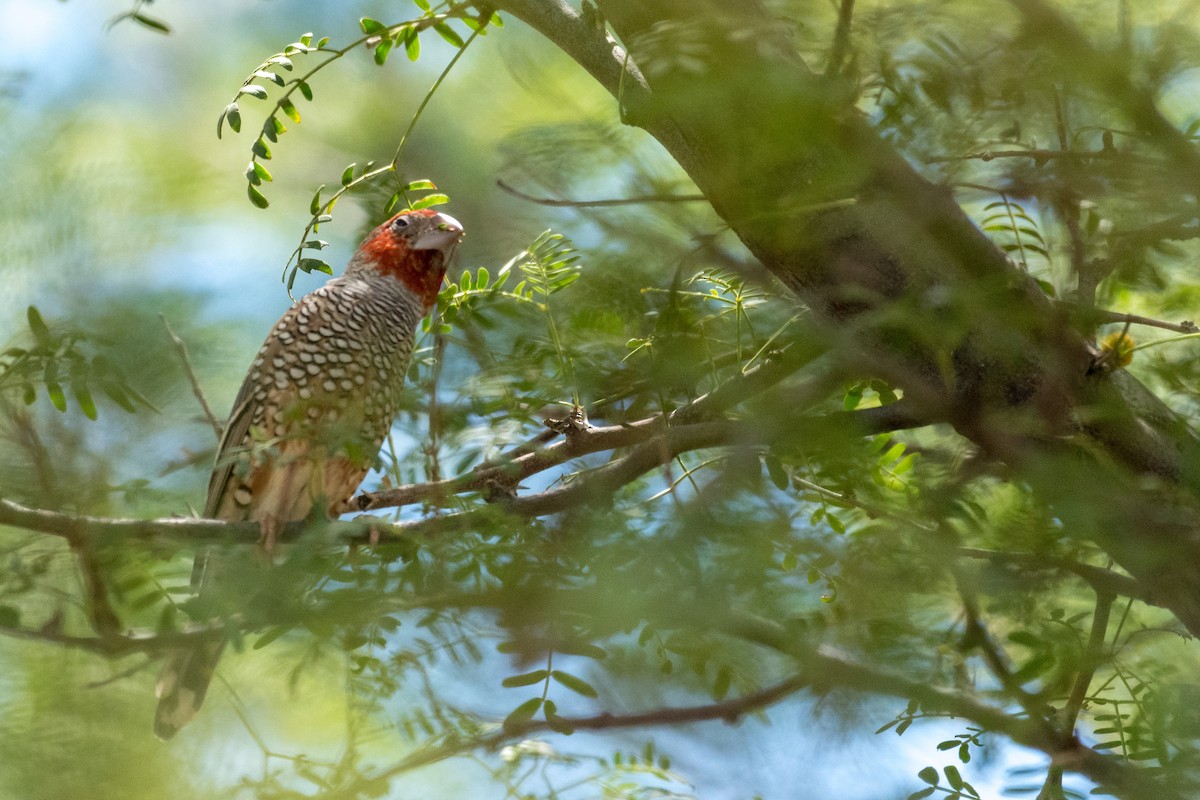 Red-headed Finch - ML135832331