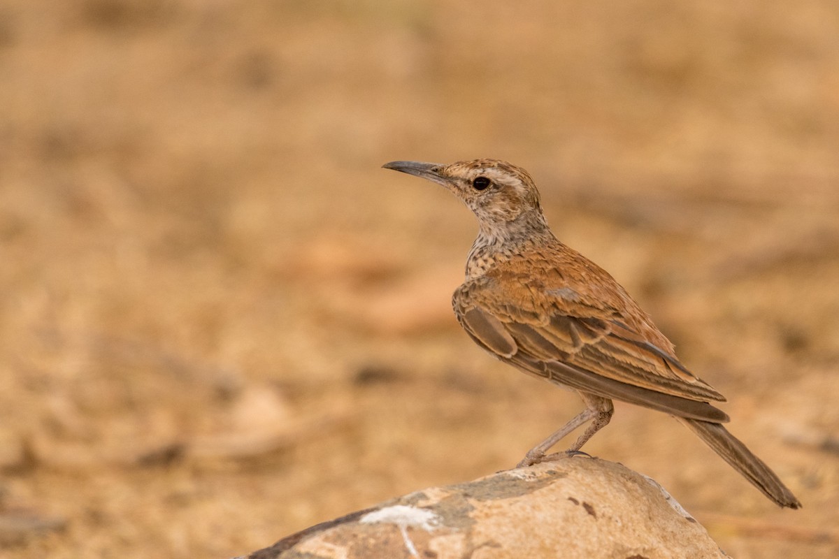 Karoo Long-billed Lark (Karoo) - ML135832551